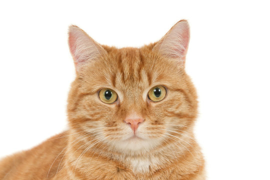 Portrait of a looking ginger cat against a white background