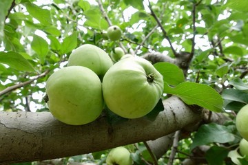 初夏のガーデン