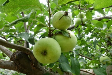 初夏のガーデン