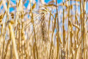 Rye grass field. Ripe grain spikelets. Cover crop and a forage crop. Agricultural concept