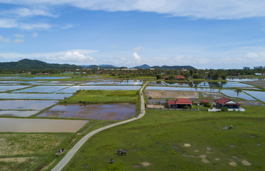 Fototapeta premium Arial view of beatiful green paddy field with blue sky at Langkawi Island.