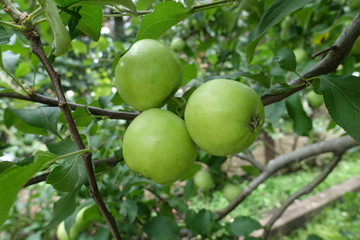 初夏のガーデン