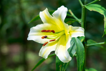 Fototapeta premium ゆりの花