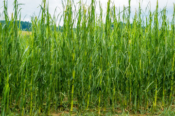 Corn field severly damaged in heavy storm with hail, crops ruine