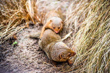 Safari and Adventure Parkl