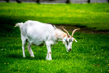 Obraz premium Safari and Adventure Park