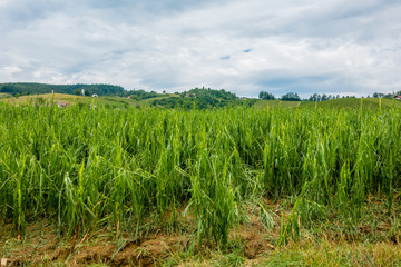 Obraz premium Corn field severly damaged in heavy storm with hail, crops ruine