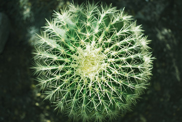 Round cactus top view close-up, nature background, dark emerald green, nature fractal, tropical greenery © abrakadabraart
