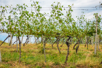 Fototapeta na wymiar Vineyard and grapes damaged and crop destroyed after severe stor
