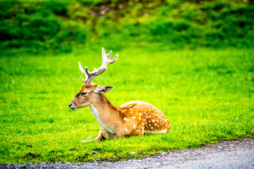 Safari Park & Adventure Park