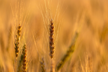 Fototapeta premium Ears of wheat on the background of a golden sunset
