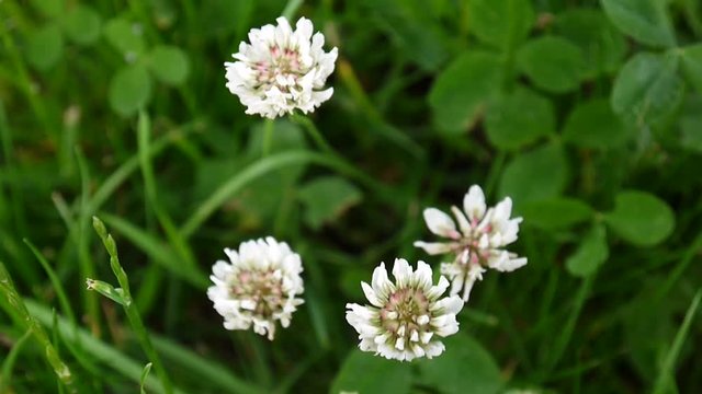 White clover flover in the field. HD video footage static camera.