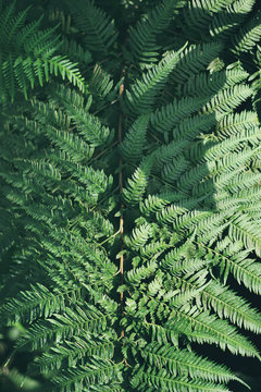 Green fern leaf top view close-up, nature background, emerald green, tropical greenery