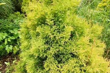 初夏のガーデン