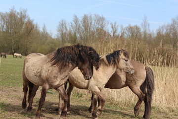 Fototapeta premium Horses