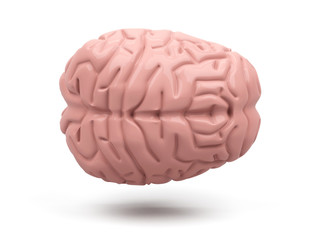 Illustration of the brain isolated on white. 3d rendering