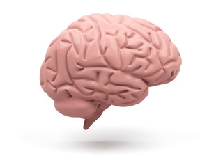 medically accurate illustration of the brain