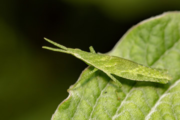 Image of Slant-faced or Gaudy grasshopper on nature background. Insect Animal