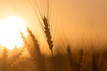 Ears of wheat on the background of a golden sunset