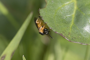 turnip sawfly