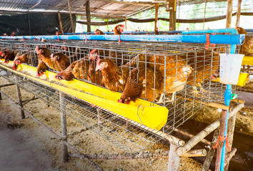 laying hen