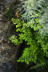 Tropical greenery, ivy and fern leave, nature background, rainforest bush
