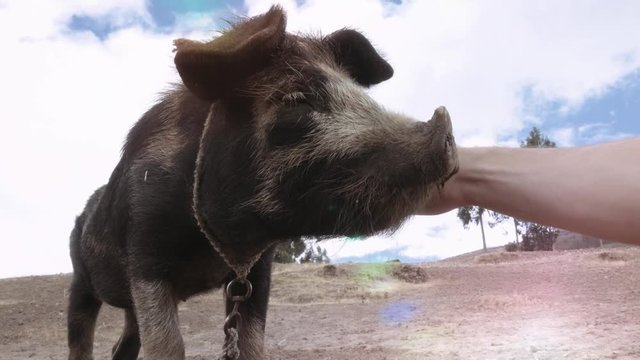 Close up of farmer caressing tranquil pig. 4k