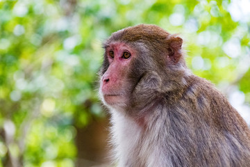 Monkey side face (Hong Kong)