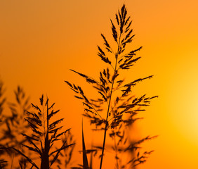 Plant on the background of a golden sunset