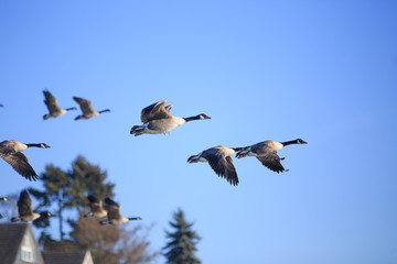 Fliegende Gänse 05