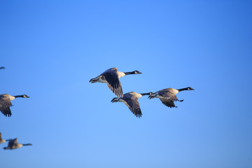 Fliegende Gänse 06