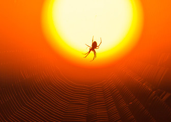 Spider on the background of a golden sunset