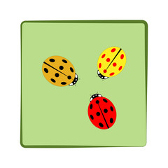 Ladybird color isolated