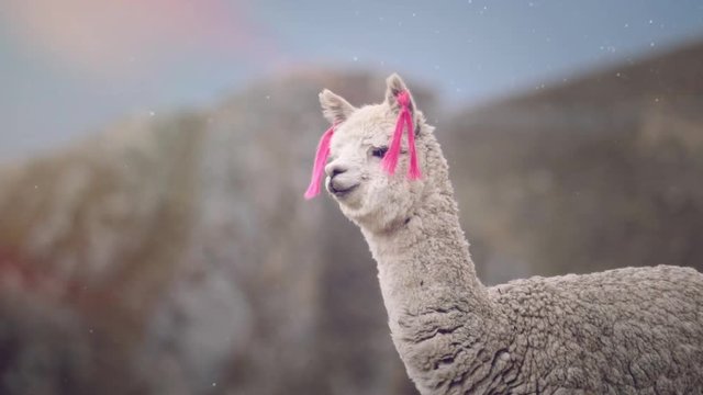 Portrait of baby llama wearing yarn decorations on their ears, Peruvian Andean.