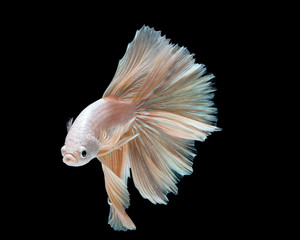 Betta fish, siamese fighting fish, betta splendens isolated on black background