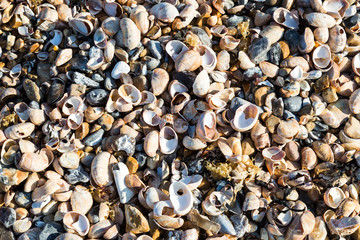 Shells on a Beach