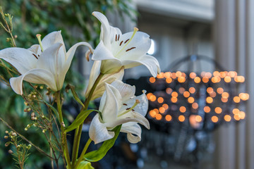 Lilie  1 © Roland | calmado.at