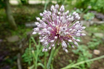初夏のガーデン