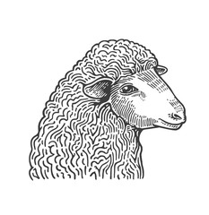 Head of sheep hand drawn in style of medieval engraving. Domestic farm animal isolated on white background. Vector illustration in monochrome colors for restaurant menu, butcher shop, website, logo.