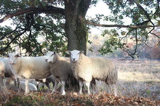 sheep