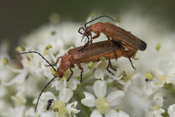common red soldier beetle