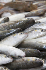 Fish Background on Market