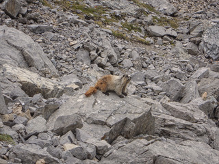 Hoary marmot