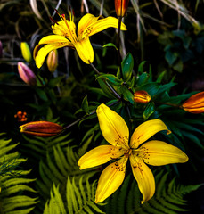 Yellow Lily in the garden.
