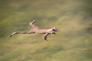 Freischwimmer © Thomas
