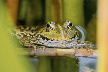 Frosch im Teich