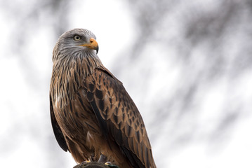 Obraz premium Greifvogel