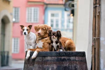 Zelfklevend Fotobehang three different breed dogs posing together © otsphoto