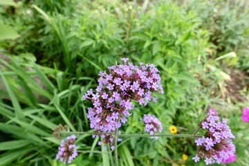 初夏のガーデン