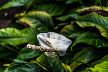 Royal Botanic Garden Edinburgh